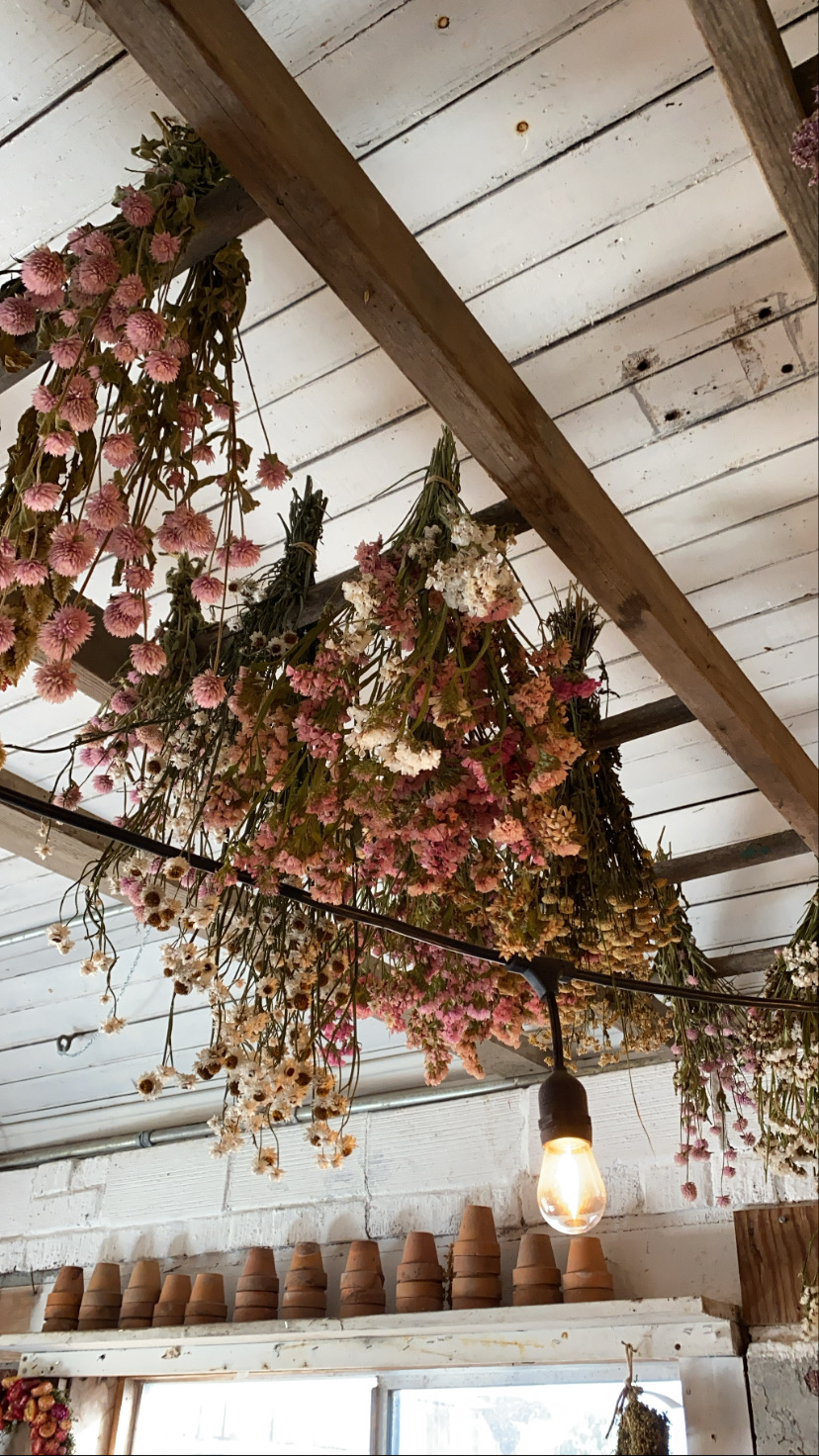 Dried flowers hanging from a potting shed ceiling